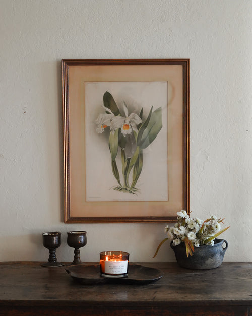 Cattleya Orchid Botanical Print — Lot 4