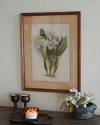 Cattleya Orchid Botanical Print — Lot 4