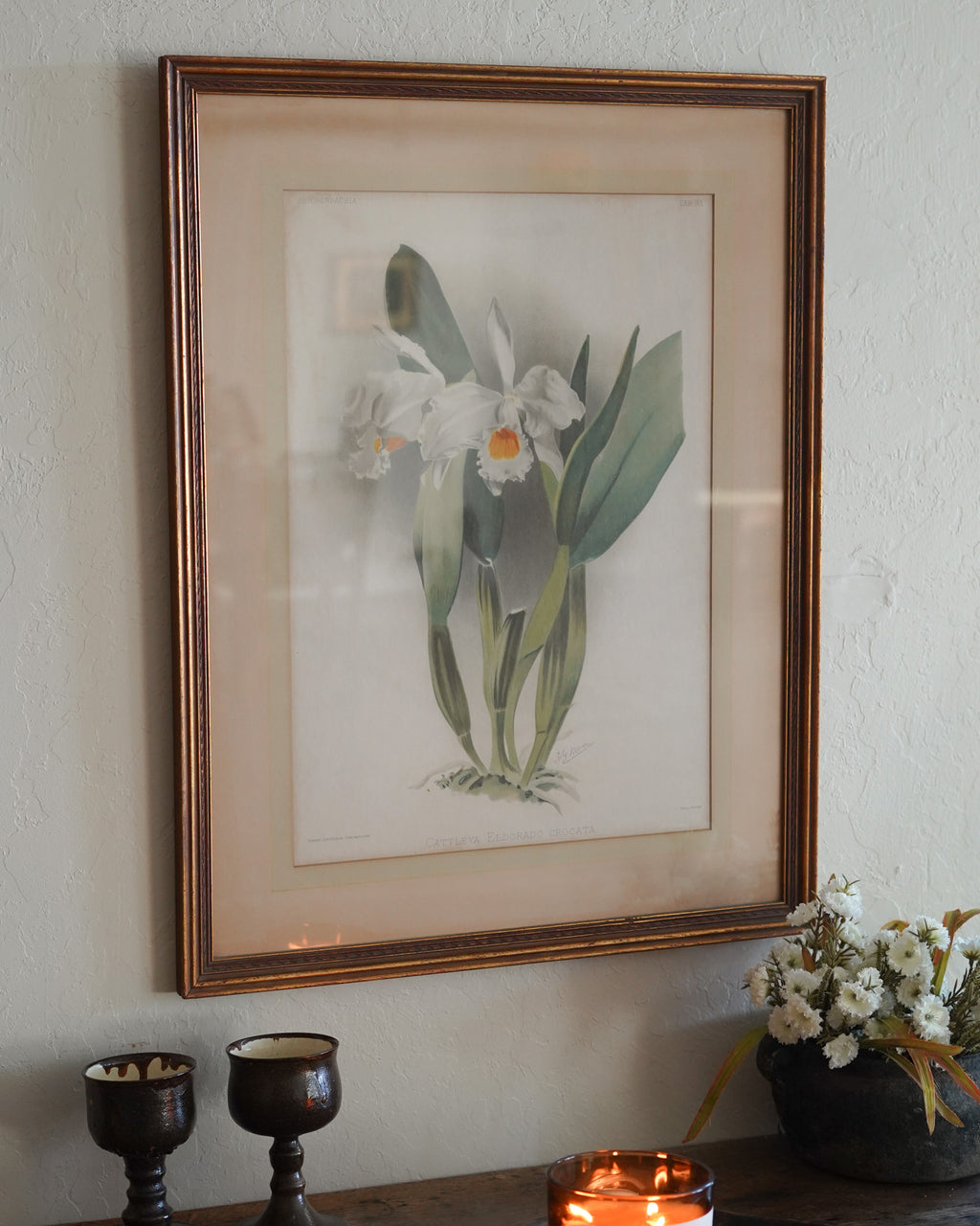 Cattleya Orchid Botanical Print — Lot 4