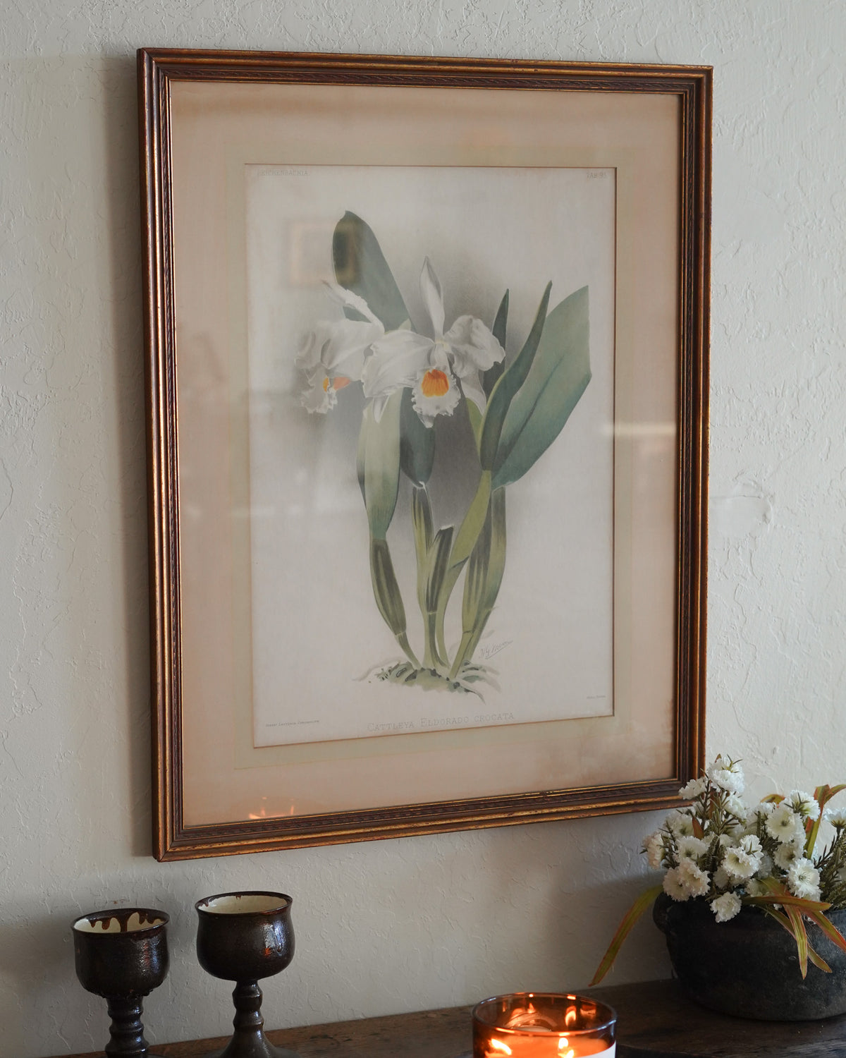 Cattleya Orchid Botanical Print — Lot 4