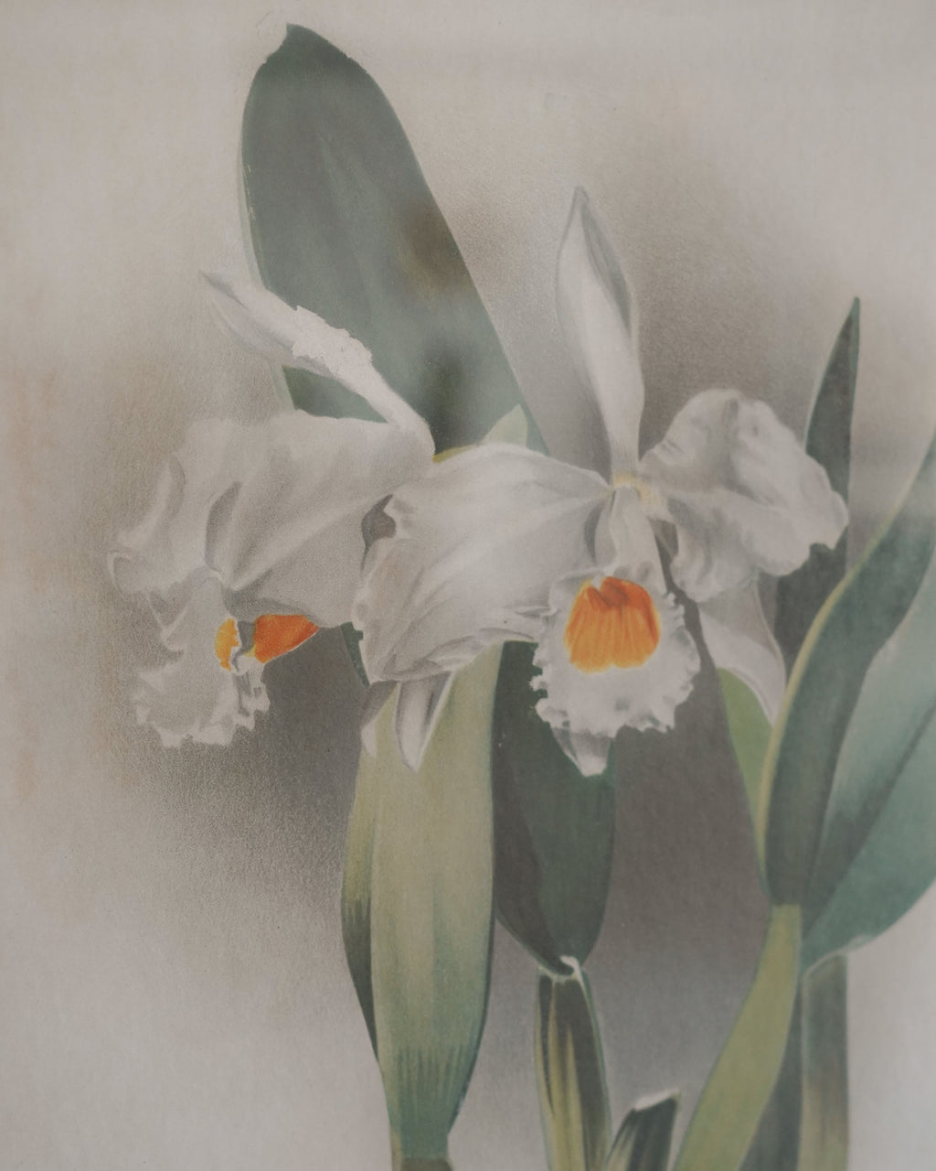 Cattleya Orchid Botanical Print — Lot 4
