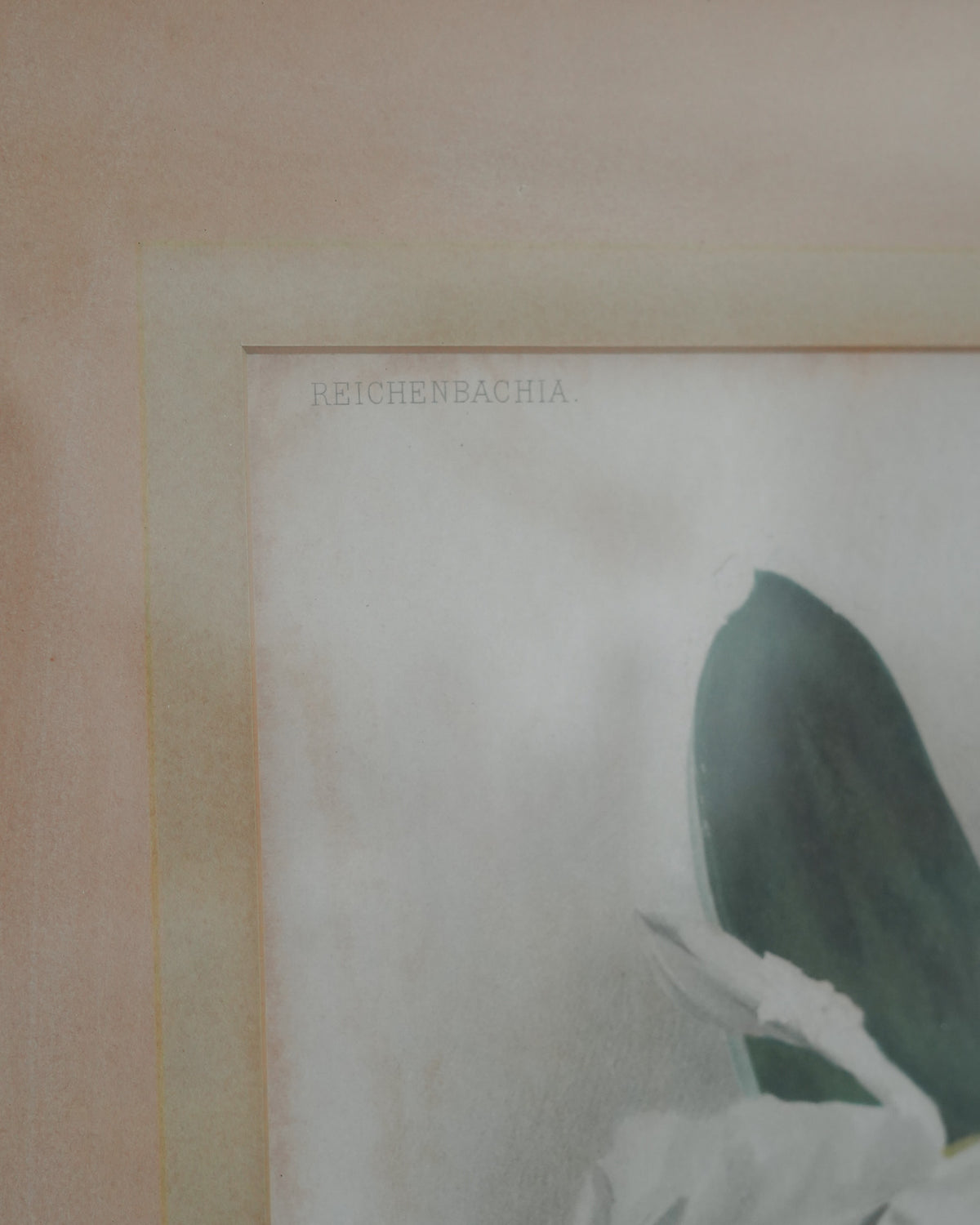 Cattleya Orchid Botanical Print — Lot 4