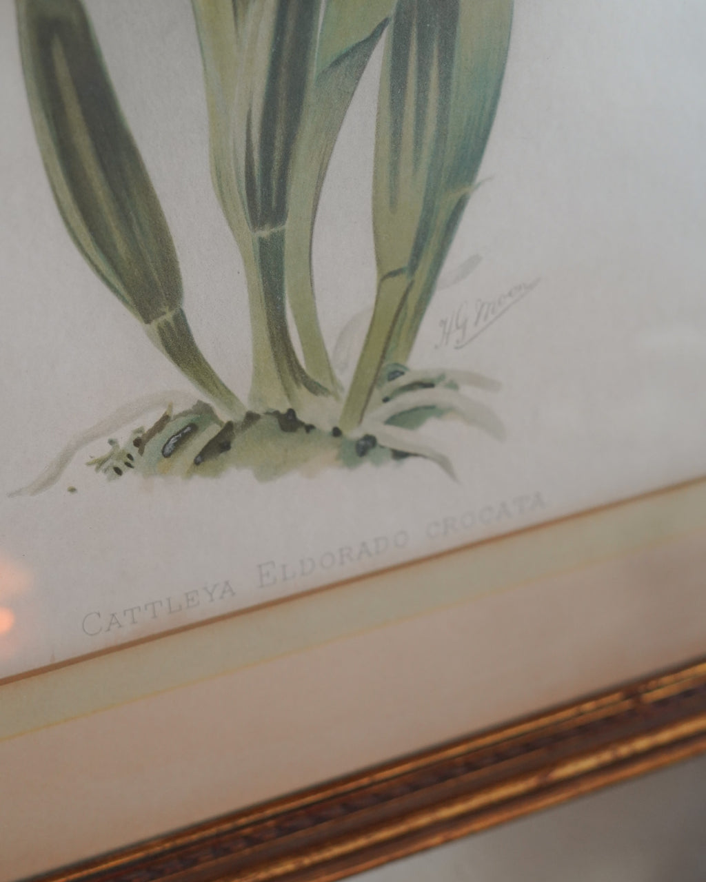 Cattleya Orchid Botanical Print — Lot 4