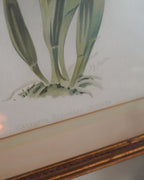Cattleya Orchid Botanical Print — Lot 4