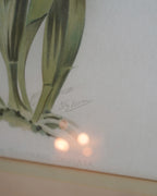 Cattleya Orchid Botanical Print — Lot 4