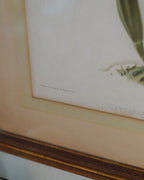 Cattleya Orchid Botanical Print — Lot 4