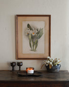 Cattleya Orchid Botanical Print — Lot 4