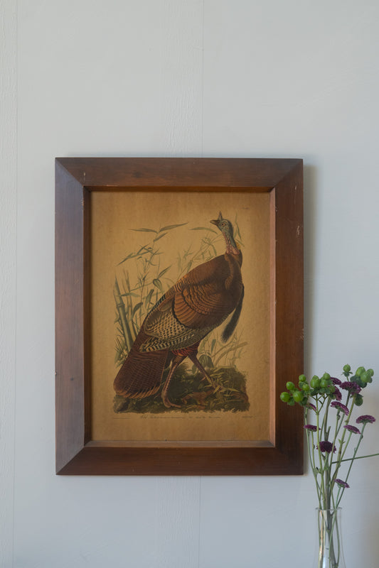 STUNNING Vintage Framed Turkey Illustration