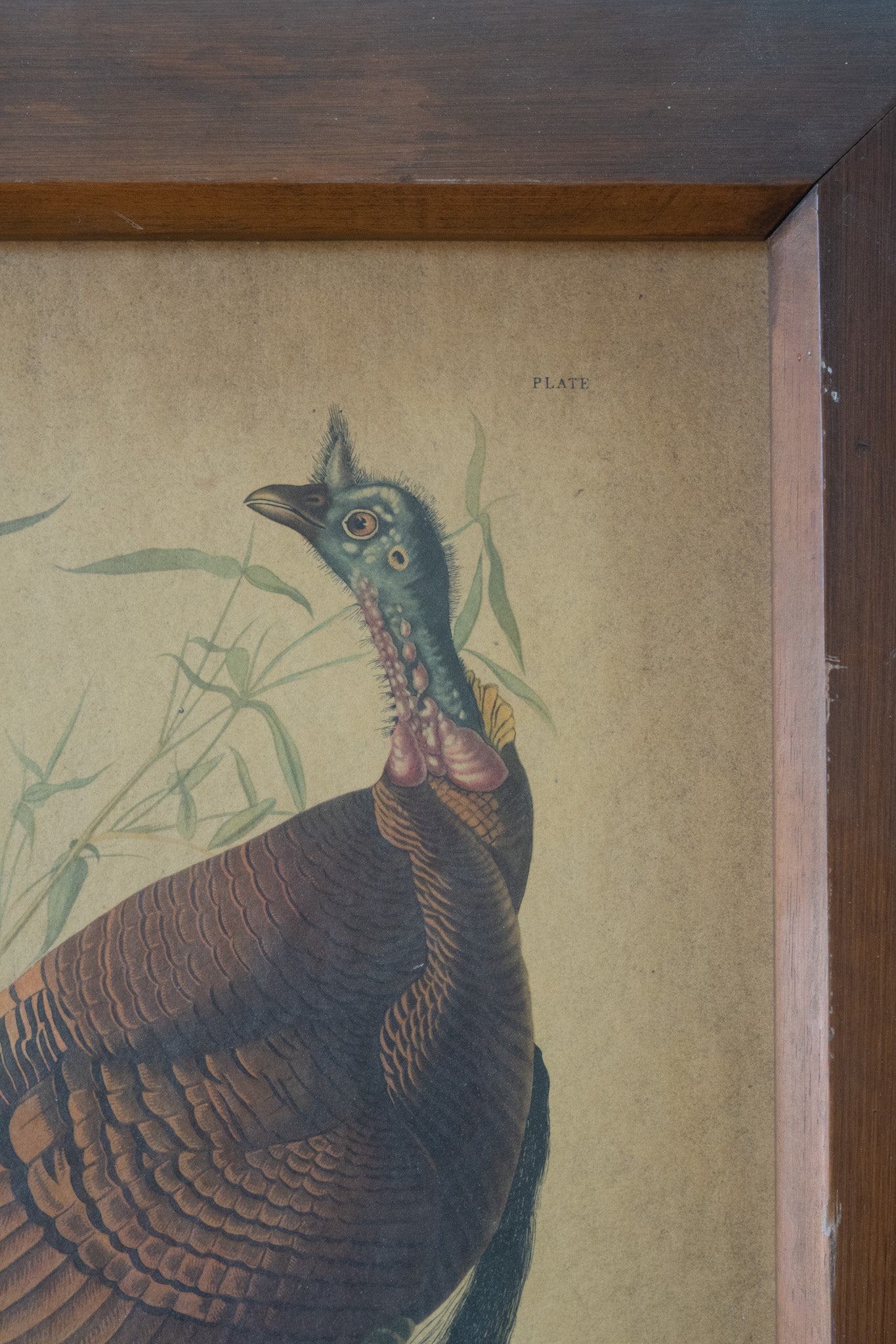 STUNNING Vintage Framed Turkey Illustration