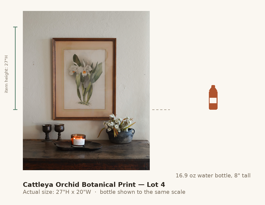 Cattleya Orchid Botanical Print — Lot 4, shown to scale next to a water bottle